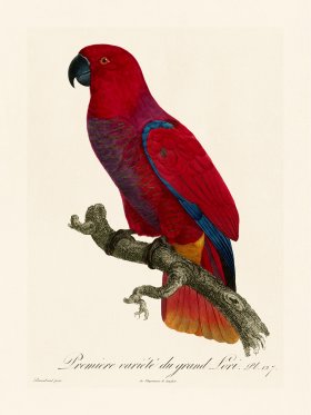 Barraband Parrot 127