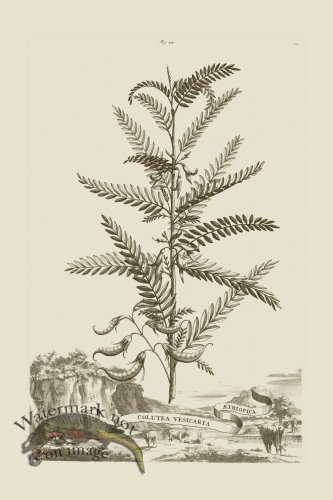 (image for) Abraham Munting 044