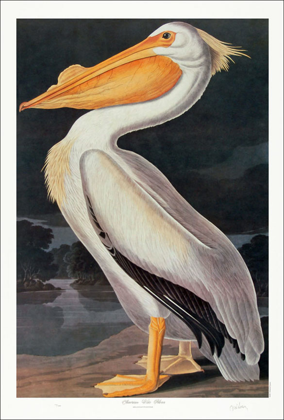 Beautifully Restored Vintage Audubon Bird Print - Unique Wall Decor for  Nature Lovers. Fine Art Print. 11x17, 16x24, 20x30 or 24x36