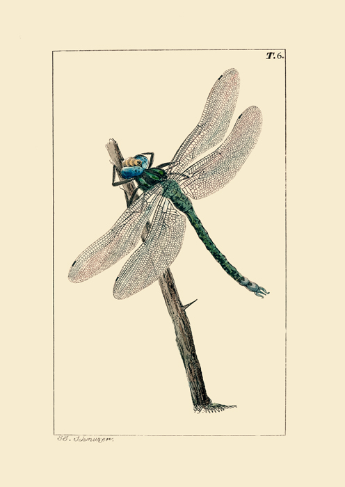 Dragonfly  by Edward Donovan  Giclee Canvas Print Repro