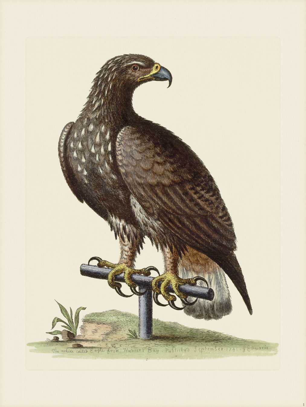 Birds of Prey: Stunning Photographs of the World's Great Hunting 9781838860950