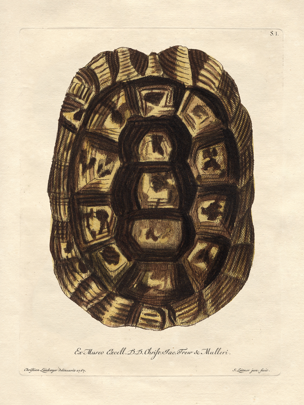 Turtle Shells : Nostalgia Fine Art , Antique Prints - Giclee