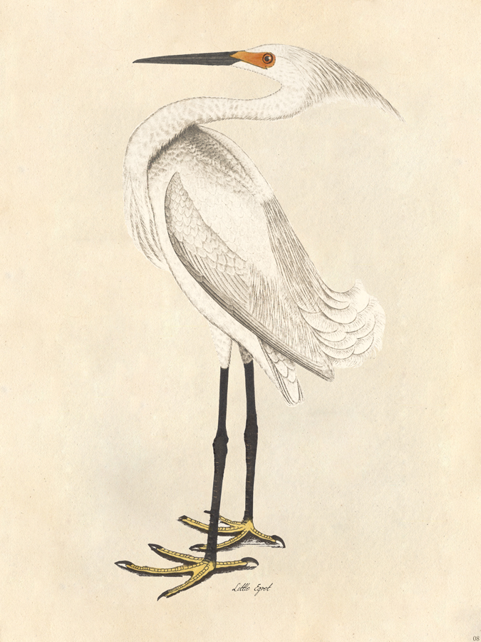 Painting Bird Audubon Snowy Heron Egret Framed Print 12x16 Inch