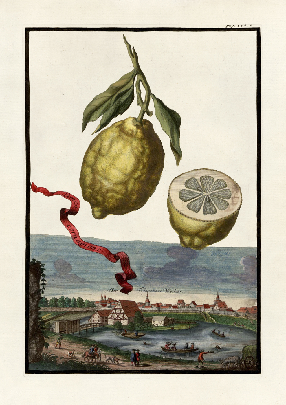 Volckamer Citrus : Nostalgia Fine Art , Antique Prints - Giclee Prints -  Framed Art