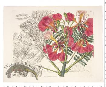 Curtis Botanical 072