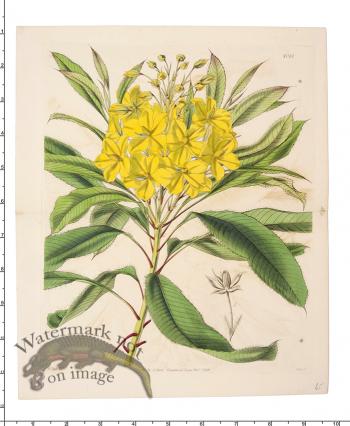 Curtis Botanical 073