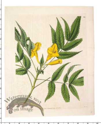 Curtis Botanical 074