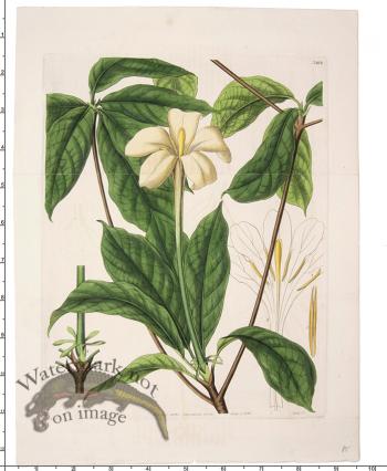 Curtis Botanical 075