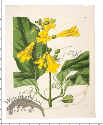 Curtis Botanical 076