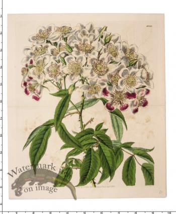 Curtis Botanical 077