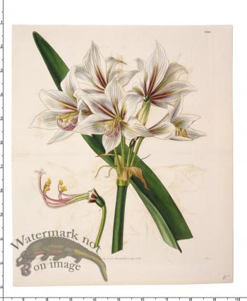 Curtis Botanical 078