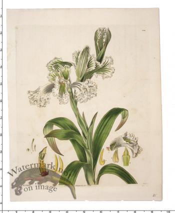 Curtis Botanical 080