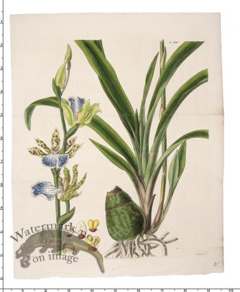 Curtis Botanical 081