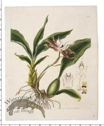 Curtis Botanical 082