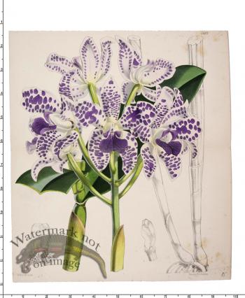 Curtis Botanical 083