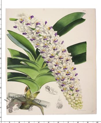 Curtis Botanical 084