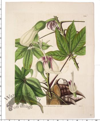 Curtis Botanical 085