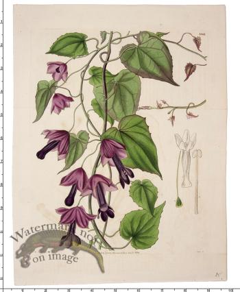 Curtis Botanical 086