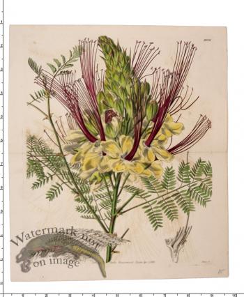 Curtis Botanical 087