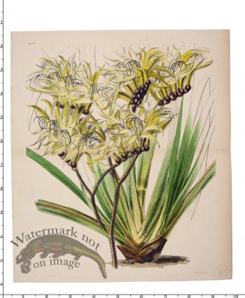 Curtis Botanical 088