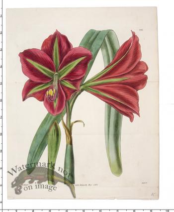 Curtis Botanical 091