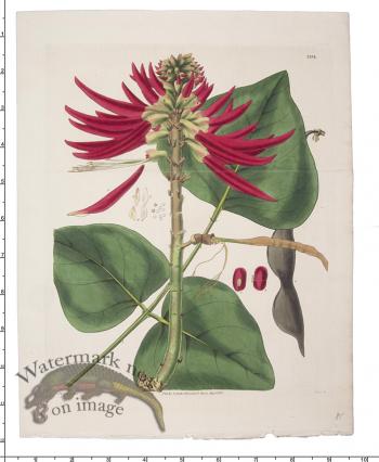 Curtis Botanical 092