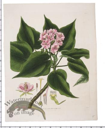 Curtis Botanical 093