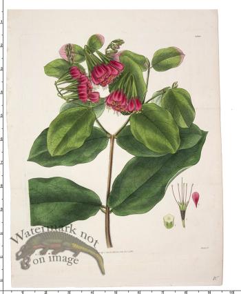 Curtis Botanical 094