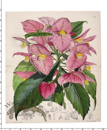 Curtis Botanical 096