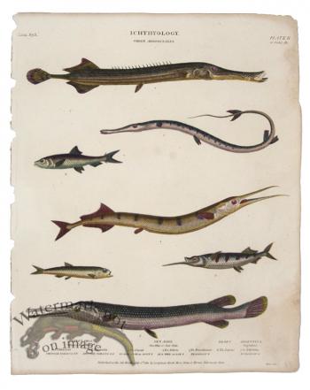 Tobacco Sea Pike Fish