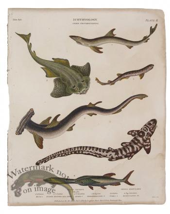 Hammerhead Zebra Angel Shark