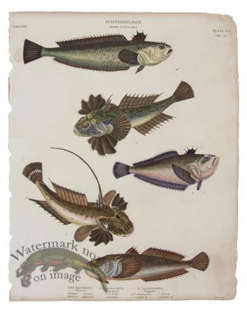 Weaver Stargazer Dragonet Fish