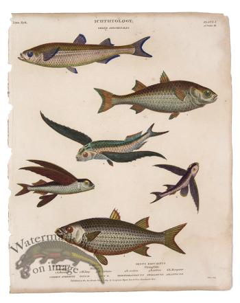 Atherine Mullet Flying Fish