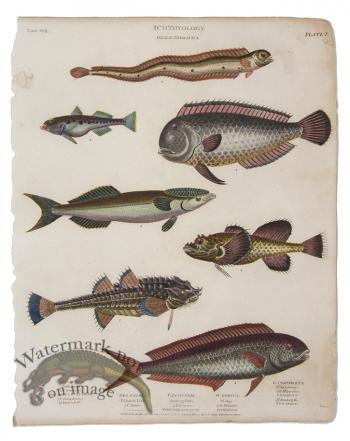 Bull Head Ribband Goby Coryphene