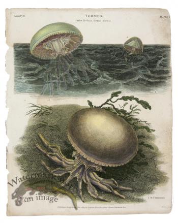 Hydrozoa Jellyfish