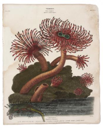 Magnificent Tubularia