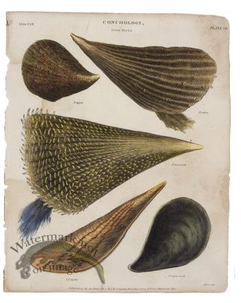 Conchology 05