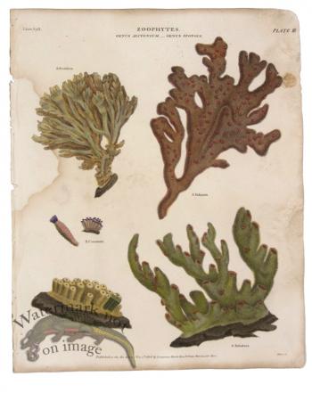 Elkhorn Coral Sponge