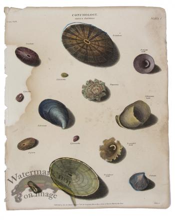Conchology 07