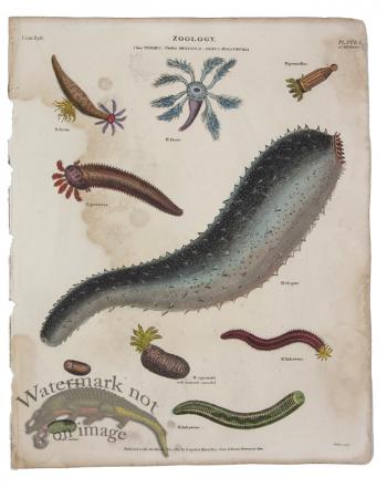 Sea Cucumber