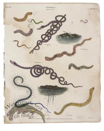 Sea Worm Serpent