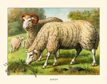 CP 02 Sheep