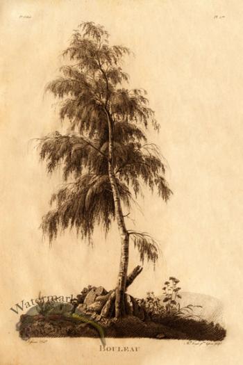 Defiennes Trees 05 S