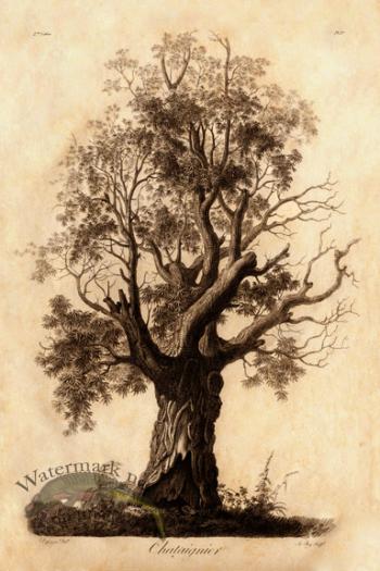 Defiennes Trees 03 S