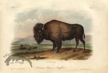 Bison Male