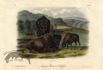 Bison Female
