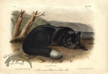 Black Fox
