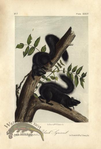 Black Squirrel