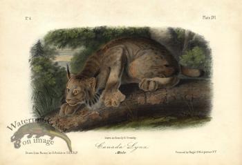 Canada Lynx