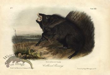 Collared Peccary